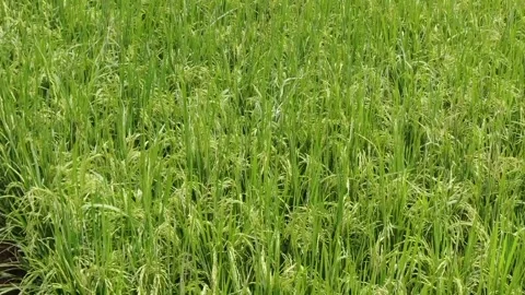 Paddy field Video stock 302152136