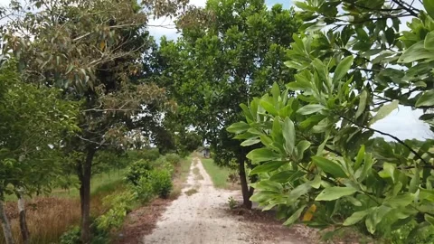 Paddy field Video stock 302153188