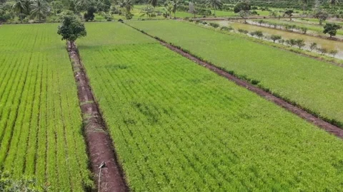Paddy field Video stock 302153339