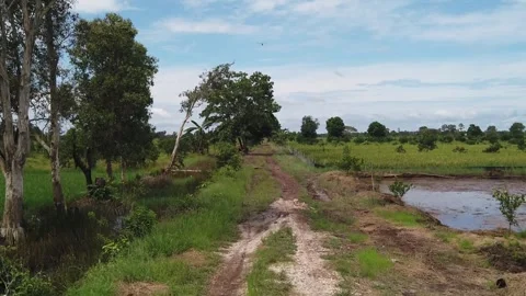 Paddy field Video stock 302153341