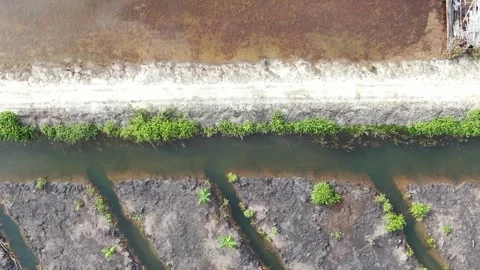 Paddy field Video stock 302193277