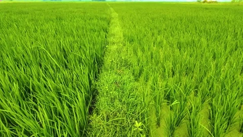 Paddy Field - Greenish -Slow Motion Shot Stock Footage 262206809
