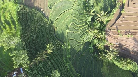 Paddy Field, Hill &amp; Mountain Video stock 146695463