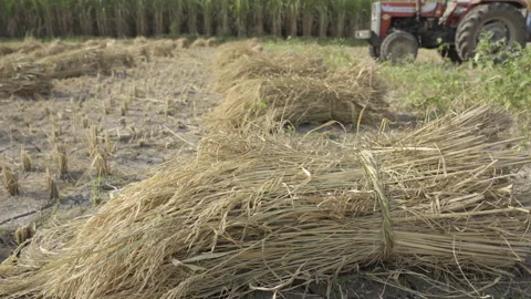 Paddy field in India Stock Footage 143588631