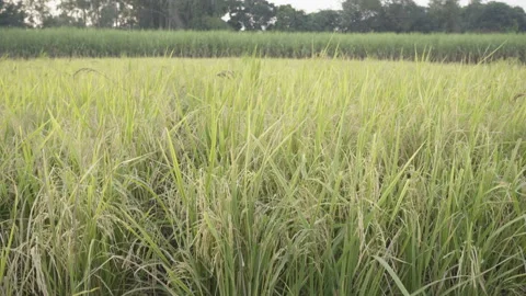 Paddy field in India Stock Footage 143589071