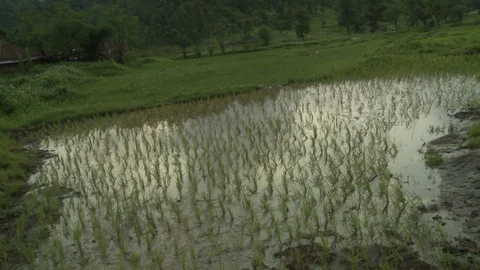 Paddy Field in Indian Video stock 111805926