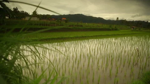 Paddy field Indonesia Video stock 57113528