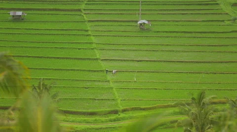 Paddy field Indonesia Video stock 57113583