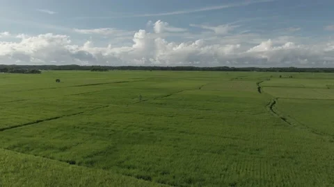 Paddy field at Indonesia Stock Footage 204964841