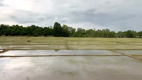 Paddy field land plot with water panoramic view 스톡 동영상 287596262