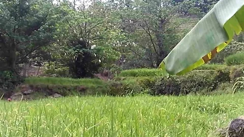 Paddy field on the mountain Stock Footage 118428685