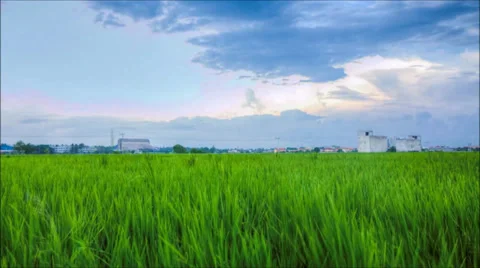 Paddy Field with Moving Clouds Video stock 38848655