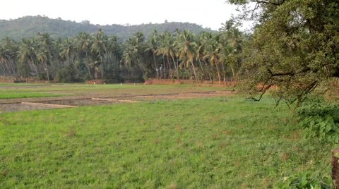Paddy field pan Stock Footage 696477