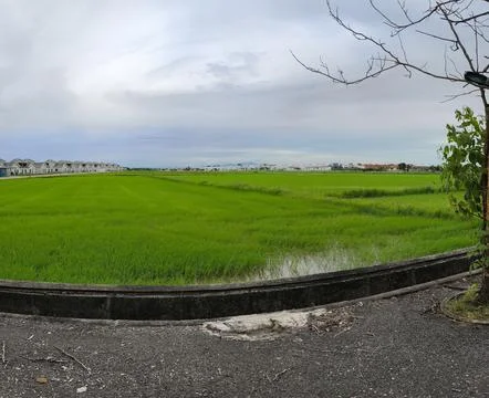 Paddy field panoramic view Stock Photos