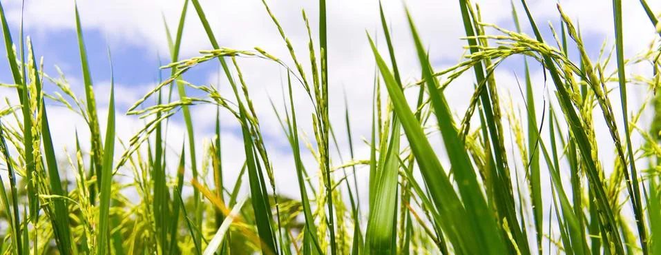 Paddy field 库存照片