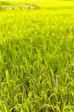 Paddy field Stock Photos