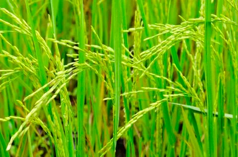 Paddy field Stock Photos