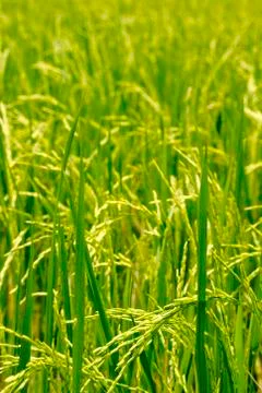 Paddy field Stock Photos
