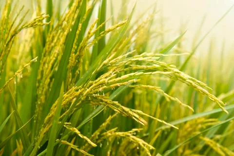 Paddy field Stock Photos