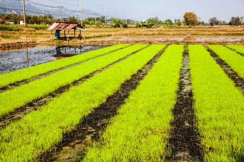 Paddy field Stock Photos