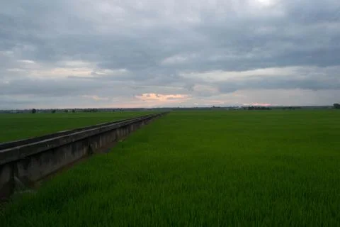 Paddy field Stock Photos