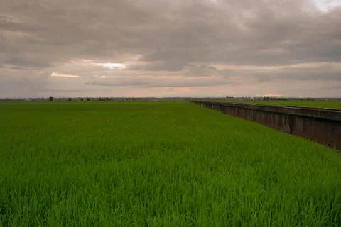 Paddy field Stock Photos