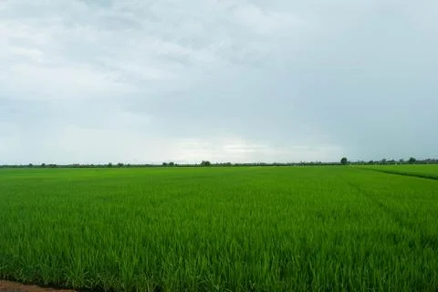 Paddy field Stock Photos