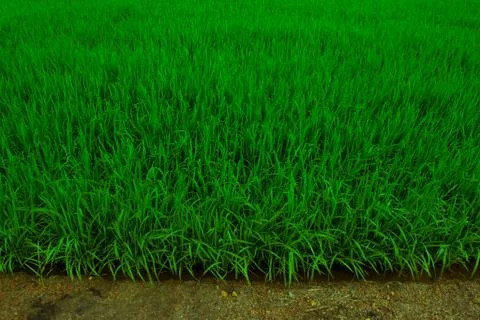 Paddy field Stock Photos