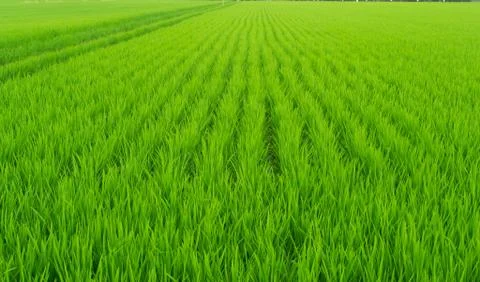 Paddy field Stock Photos
