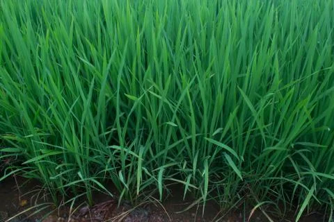 Paddy field Stock Photos