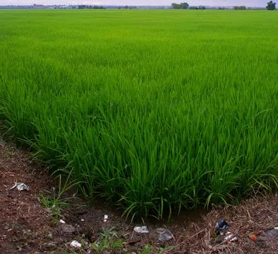 Paddy field Stock Photos