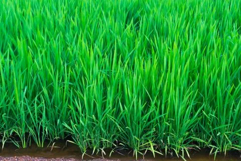 Paddy field Stock Photos