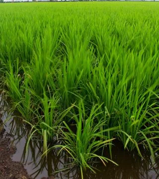 Paddy field Stock Photos
