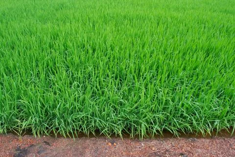 Paddy field Stock Photos