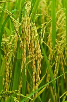 Paddy field Stock Photos