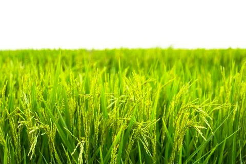 Paddy field Stock Photos
