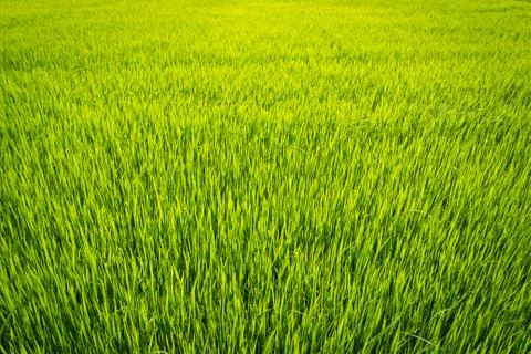 Paddy field Stock Photos