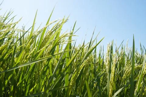 Paddy field Stock Photos