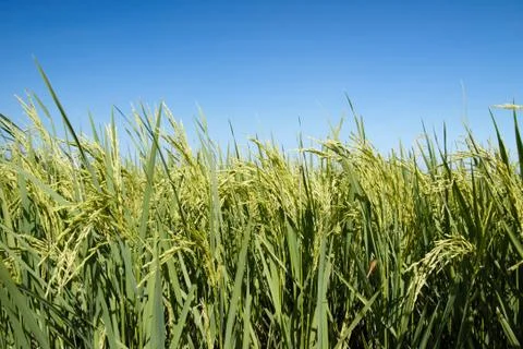 Paddy field Stock Photos