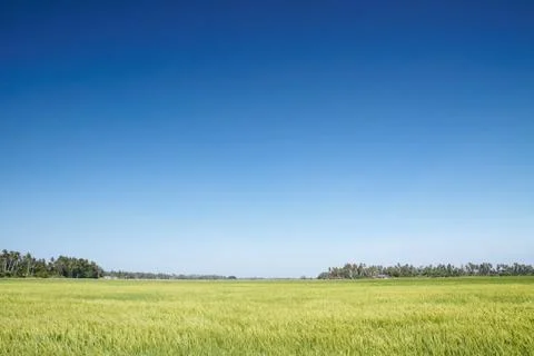 Paddy field Stock Photos