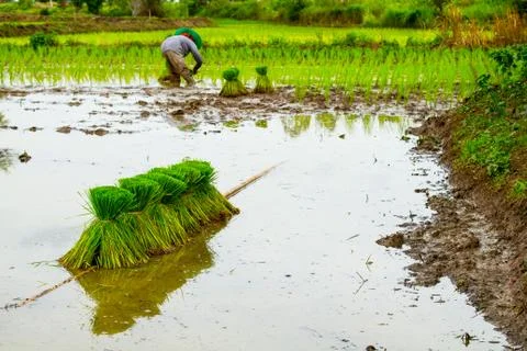 Paddy field Stock Photos
