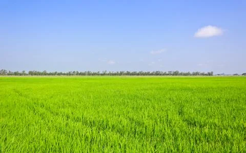 Paddy field Stock Photos