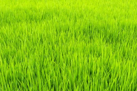 Paddy field Stock Photos