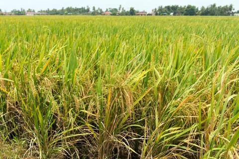 Paddy field Stock Photos