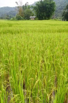 Paddy field Stock Photos