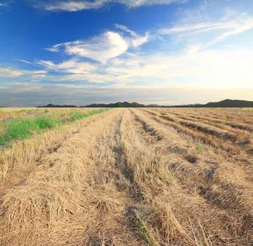 Paddy field 库存照片