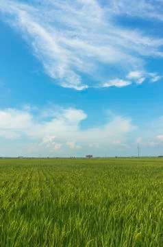 Paddy field Stock Photos