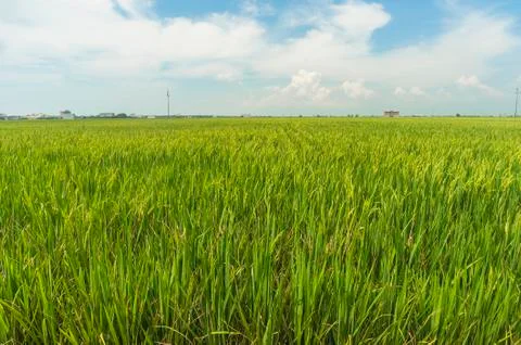 Paddy field Foto stock