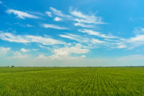 Paddy field Stock Photos