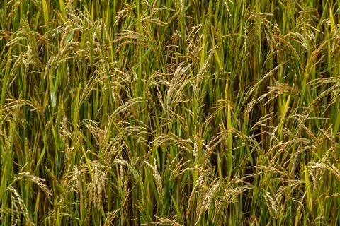 Paddy field Stock Photos